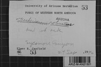 Steccherinum robustius image