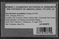 Steccherinum oreophilum image