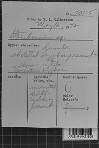 Steccherinum oreophilum image