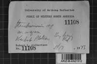 Steccherinum oreophilum image