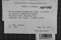 Steccherinum oreophilum image