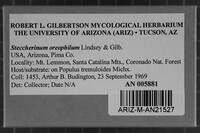 Steccherinum oreophilum image