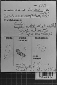 Steccherinum oreophilum image