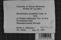 Steccherinum oreophilum image