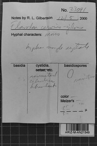 Oxyporus cervinogilvus image