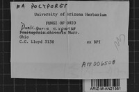 Donkioporia expansa image