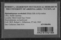 Diplomitoporus overholtsii image
