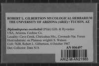 Diplomitoporus overholtsii image