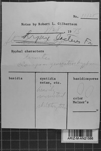 Steccherinum oreophilum image