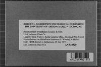 Steccherinum oreophilum image