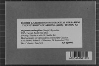 Oxyporus cervinogilvus image