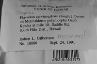 Oxyporus cervinogilvus image