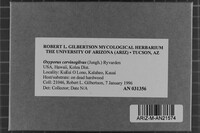 Oxyporus cervinogilvus image