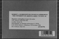 Oxyporus cervinogilvus image