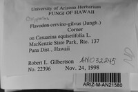 Oxyporus cervinogilvus image