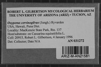 Oxyporus cervinogilvus image
