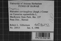 Oxyporus cervinogilvus image