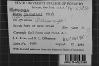 Diplomitoporus overholtsii image