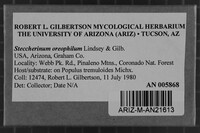Steccherinum oreophilum image