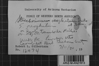 Steccherinum oreophilum image
