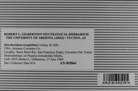 Steccherinum oreophilum image