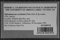 Diplomitoporus overholtsii image