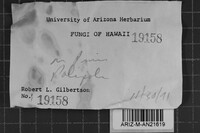Diplomitoporus overholtsii image