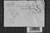 Diplomitoporus overholtsii image