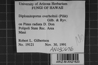Diplomitoporus overholtsii image