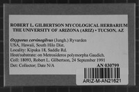 Oxyporus cervinogilvus image