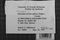 Oxyporus cervinogilvus image