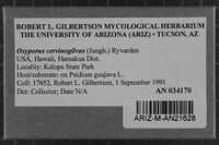 Oxyporus cervinogilvus image