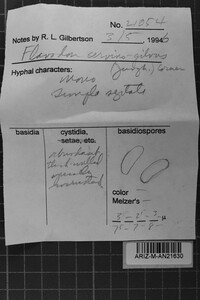 Oxyporus cervinogilvus image