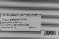 Oxyporus cervinogilvus image