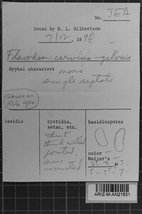 Oxyporus cervinogilvus image