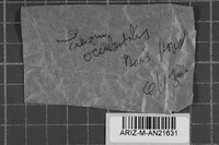 Oxyporus cervinogilvus image