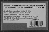 Steccherinum oreophilum image