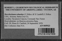Steccherinum robustius image