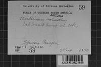 Steccherinum robustius image