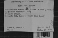 Steccherinum robustius image