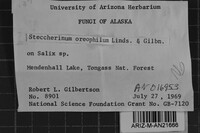 Steccherinum oreophilum image