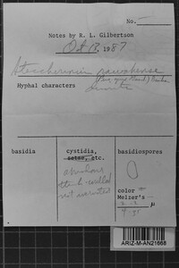Steccherinum rawakense image