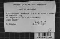 Steccherinum rawakense image