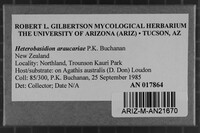 Heterobasidion araucariae image