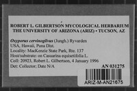 Oxyporus cervinogilvus image