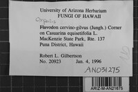 Oxyporus cervinogilvus image