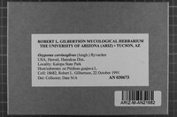 Oxyporus cervinogilvus image