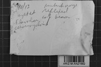 Oxyporus cervinogilvus image