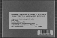 Oxyporus cervinogilvus image