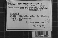 Ganoderma pfeifferi image